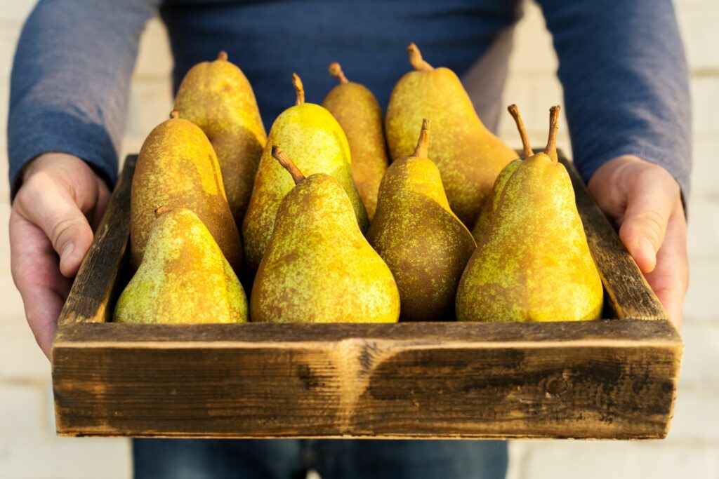 Freshly harvested pears held in a rustic wooden crate.