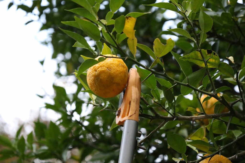 yuzu citrus harvest illustrating agricultural production timelines