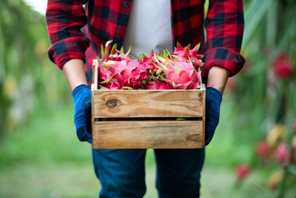 harvested fruit illustrating agricultural supply limits