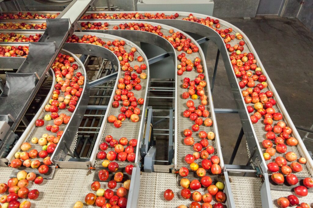 Fresh apples moving through an industrial fruit processing facility