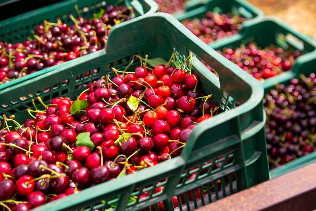 Freshly harvested cherries in commercial produce crates