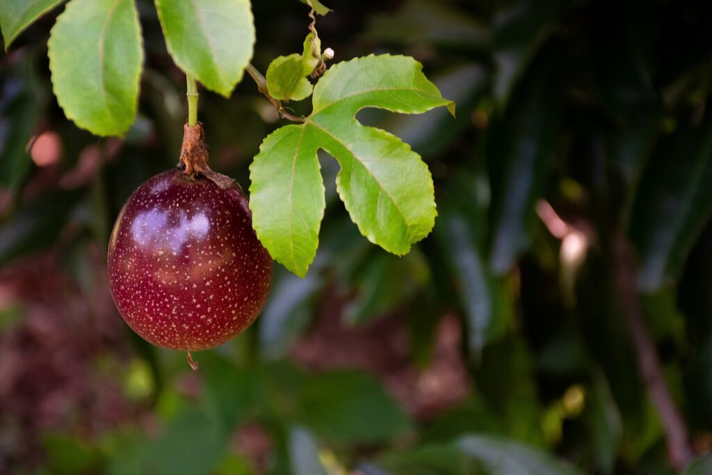 Purple passion fruit growing on a vine