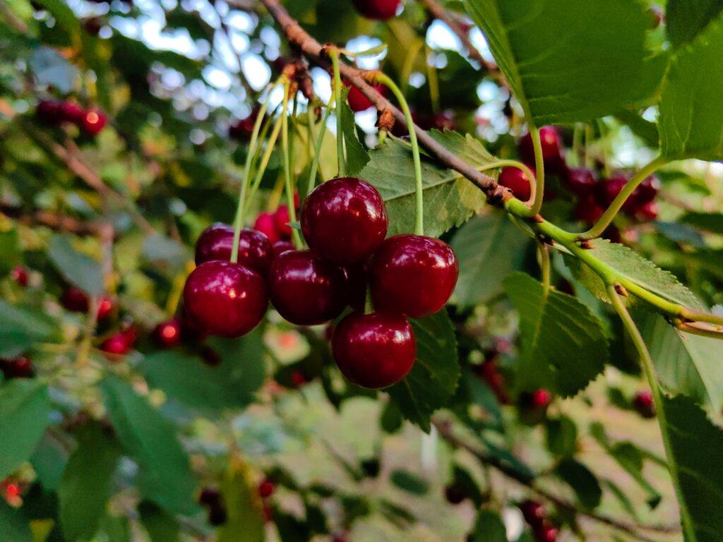 Ripe red cherries growing on a tree before harvest