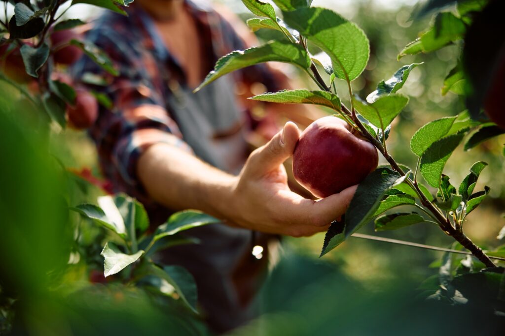 Farmworker hand-picking a ripe red apple from a tree