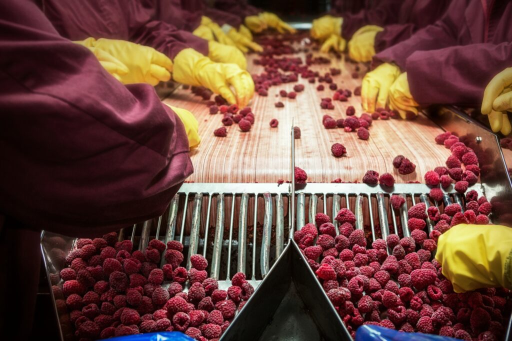 Workers sorting raspberries on a commercial fruit processing line