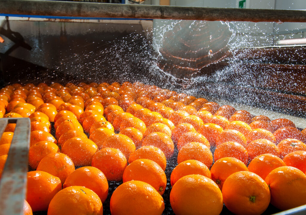 Oranges moving along a conveyor beneath water sprays at a processing facility